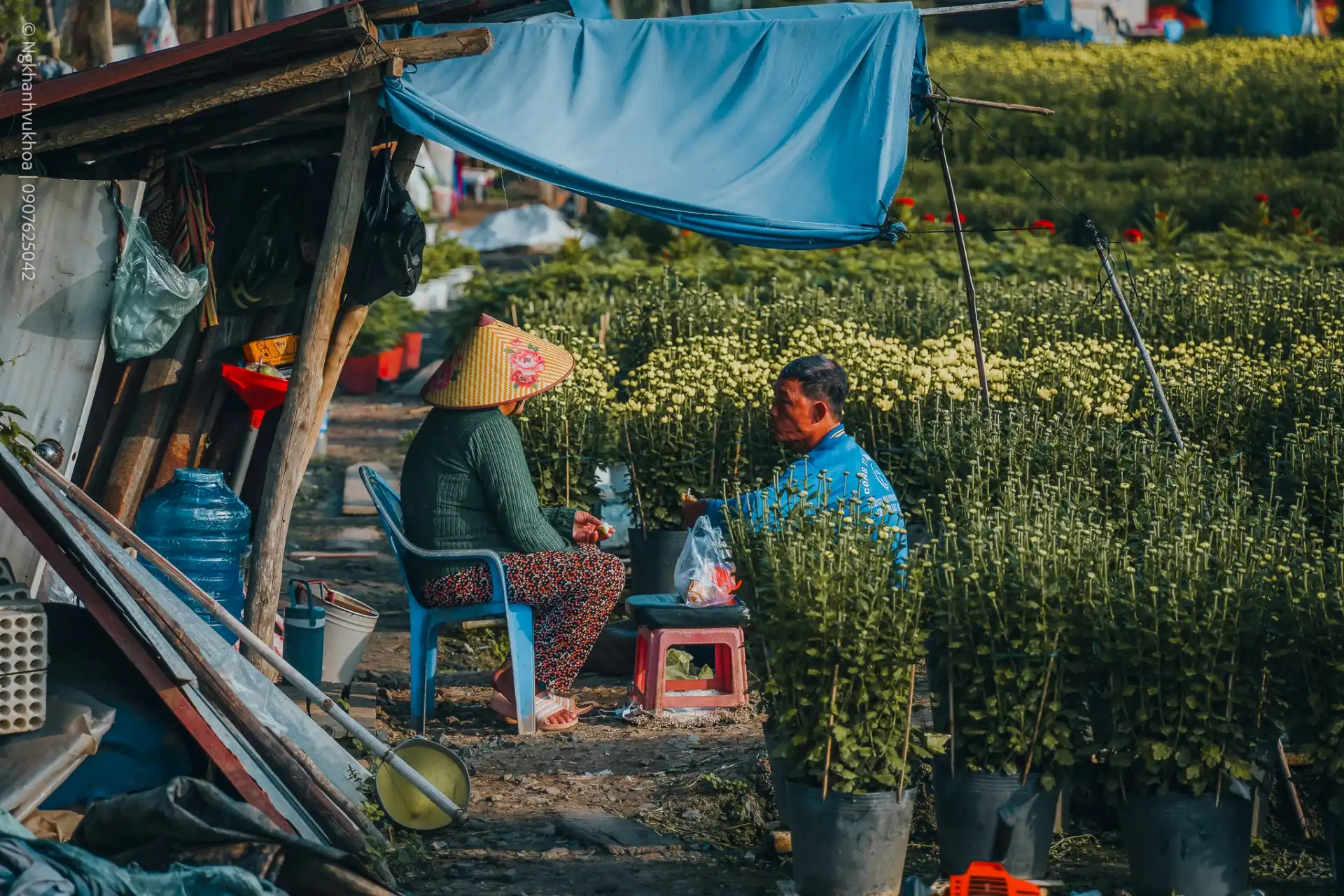 lang hoa my phong: suc song vuon choi sau mot mua hoa trac tro - 14