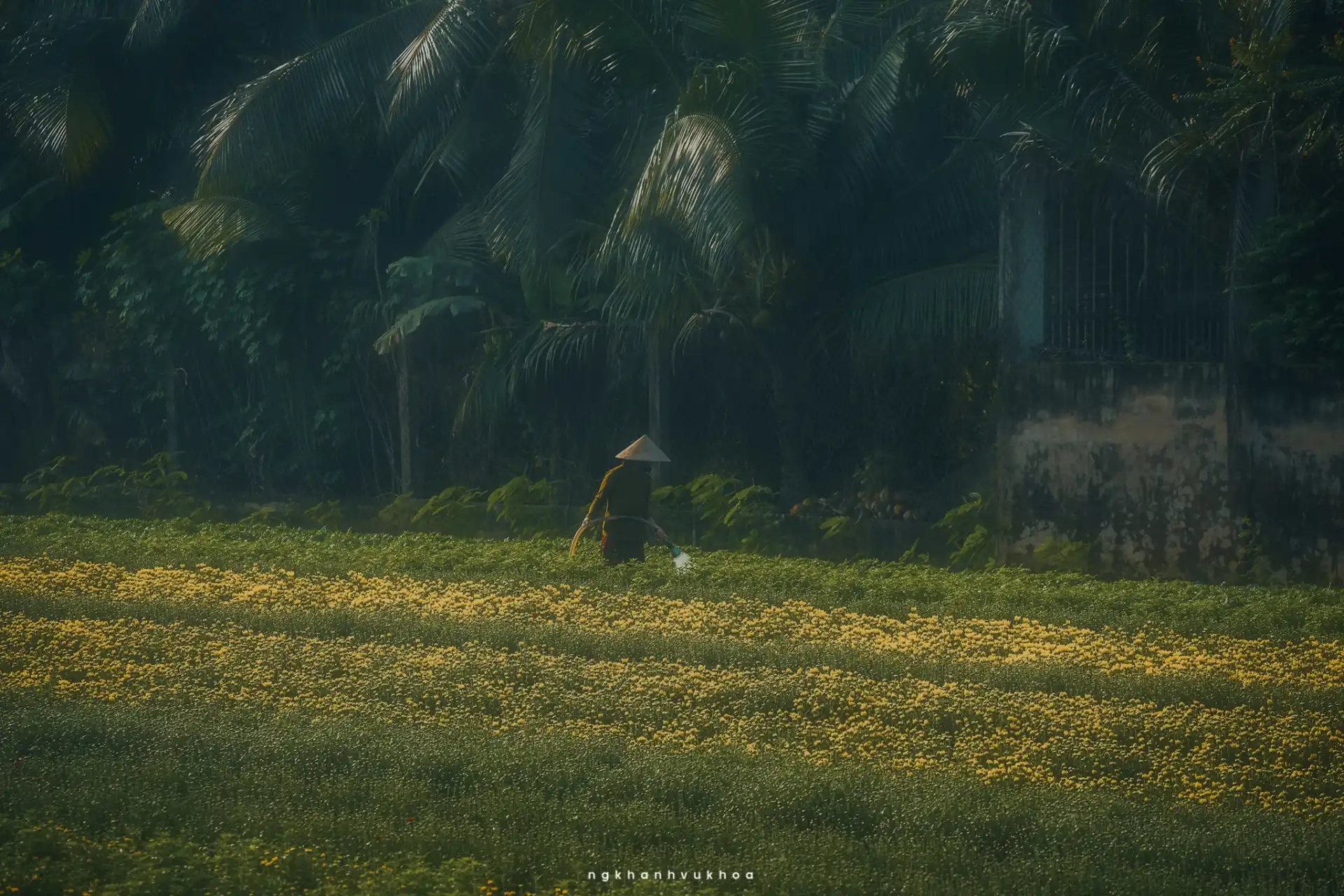 lang hoa my phong: suc song vuon choi sau mot mua hoa trac tro - 11