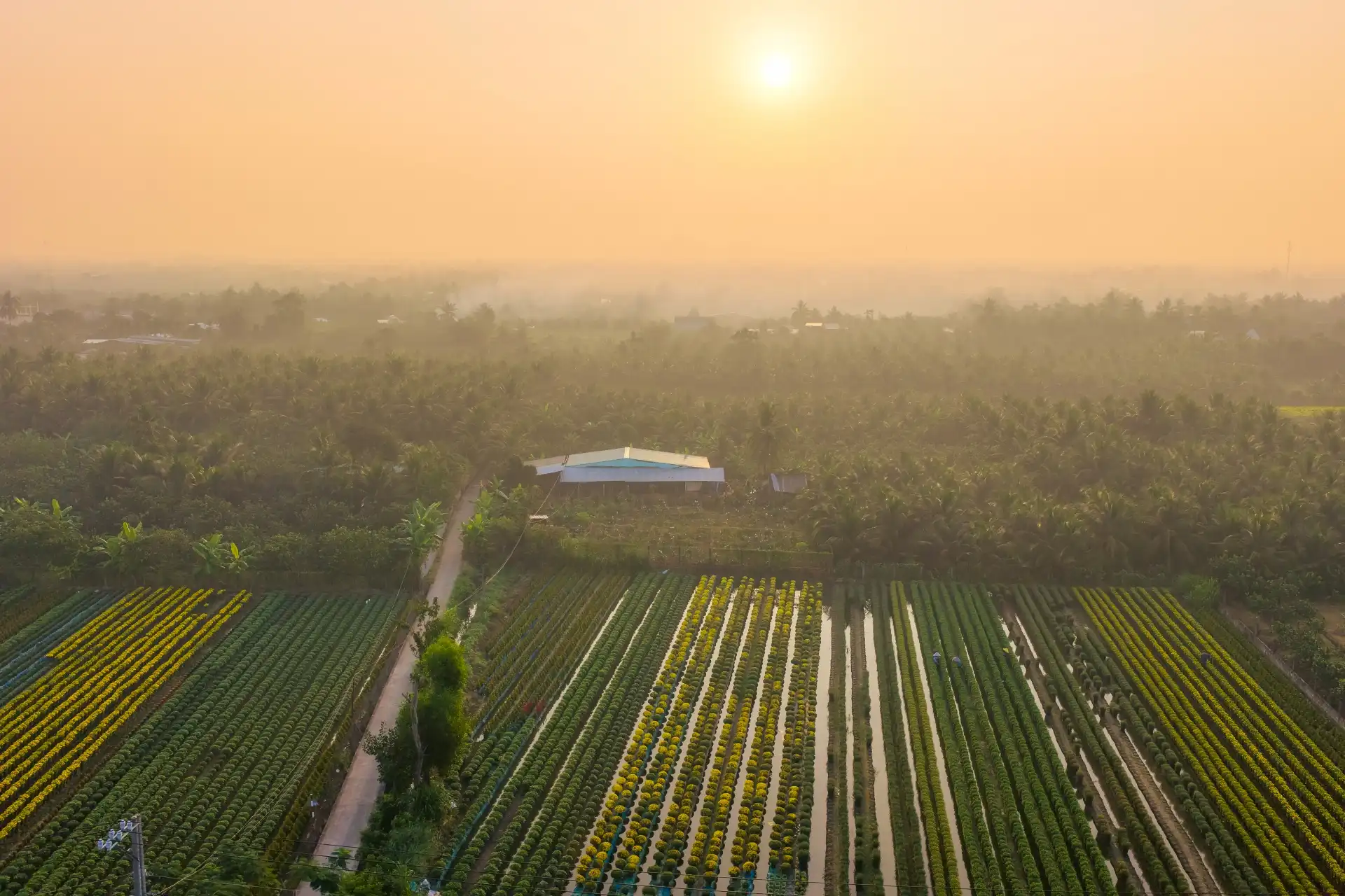 lang hoa my phong: suc song vuon choi sau mot mua hoa trac tro - 1