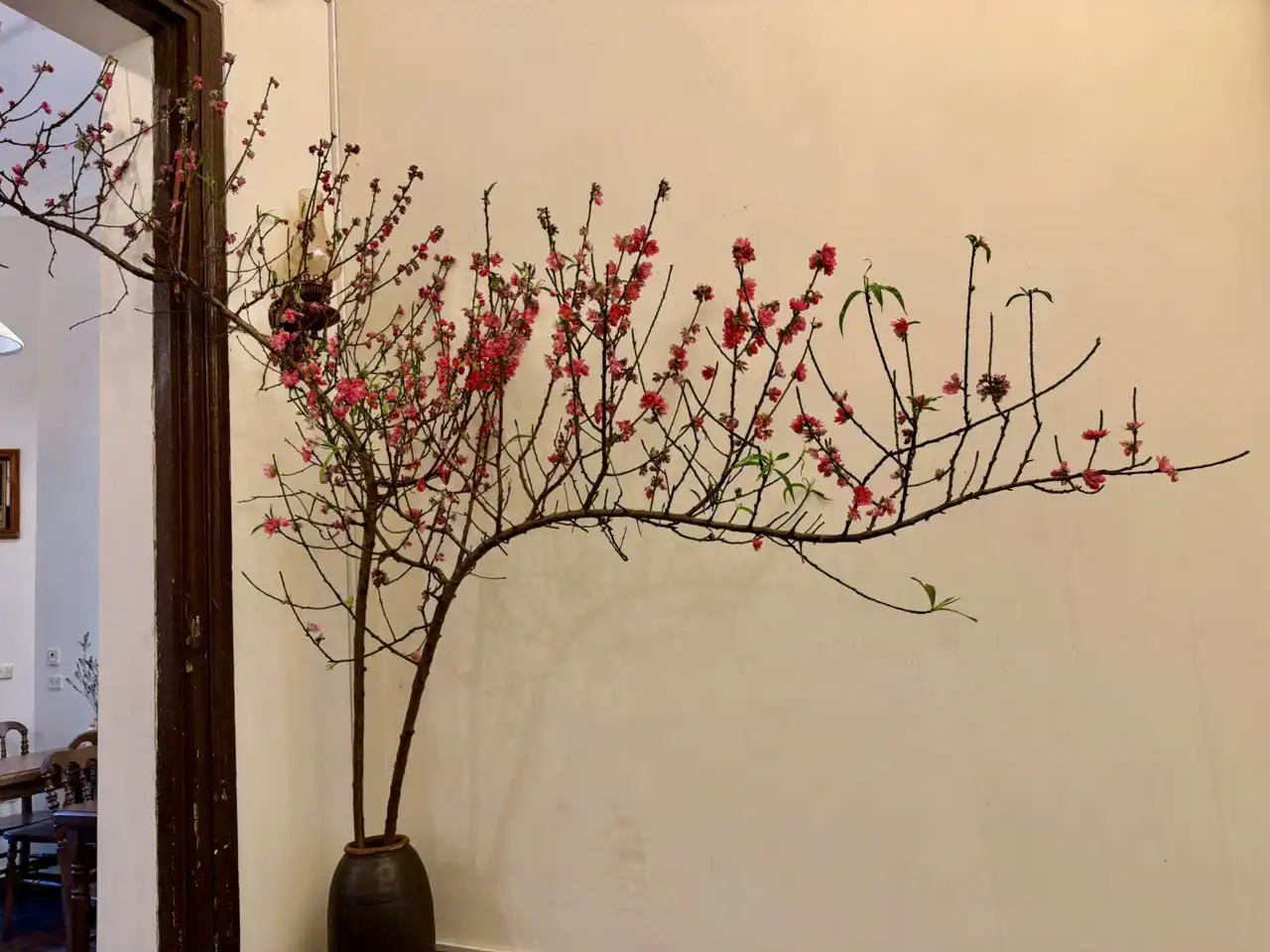 Tết đã về tới The Hanoian – 5 Trần Phú: Khi hương cà phê đánh thức mùa xuân Hà Nội